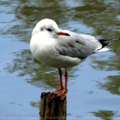 Photo de Mouette