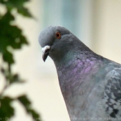 Photo de Pigeon