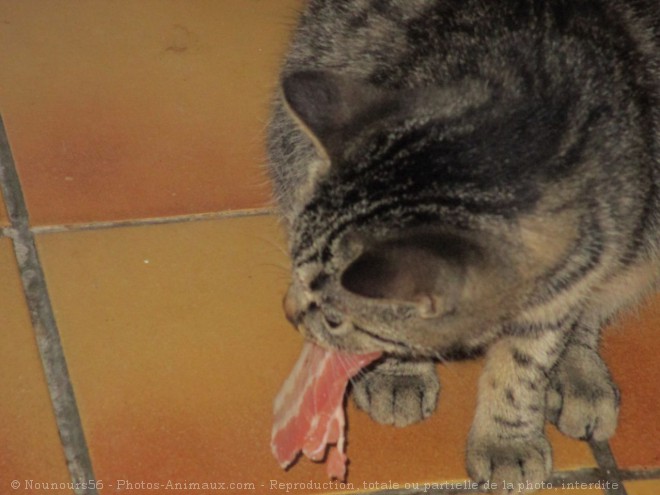 Photo de Chat domestique