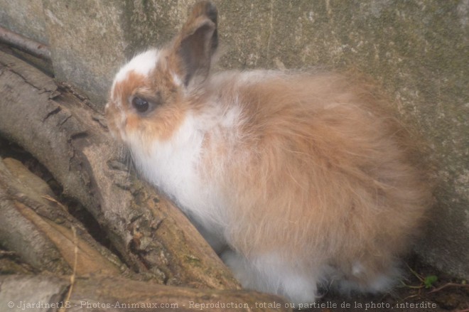 Photo de Lapin