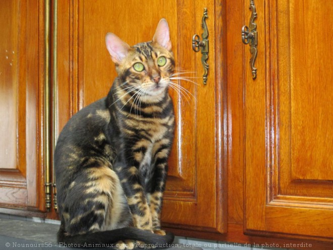 Photo de Bengal