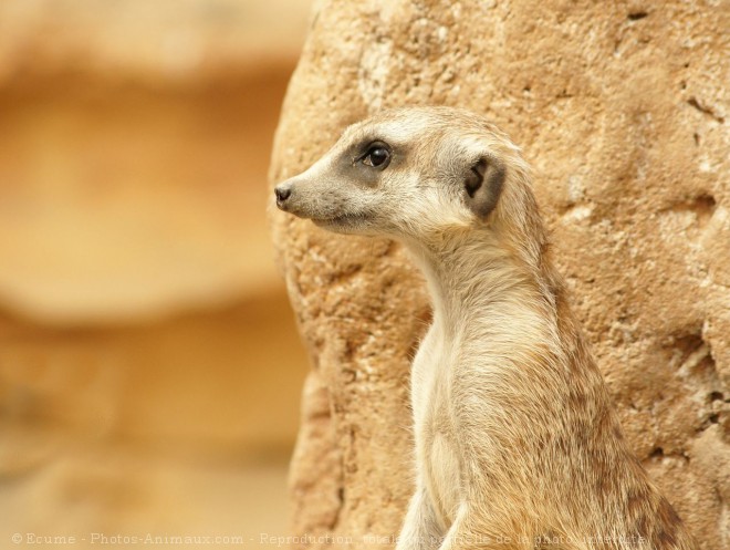 Photo de Suricate