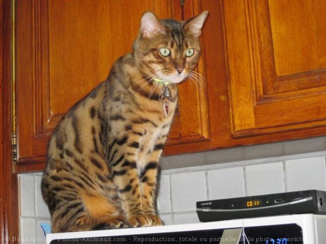 Photo de Bengal