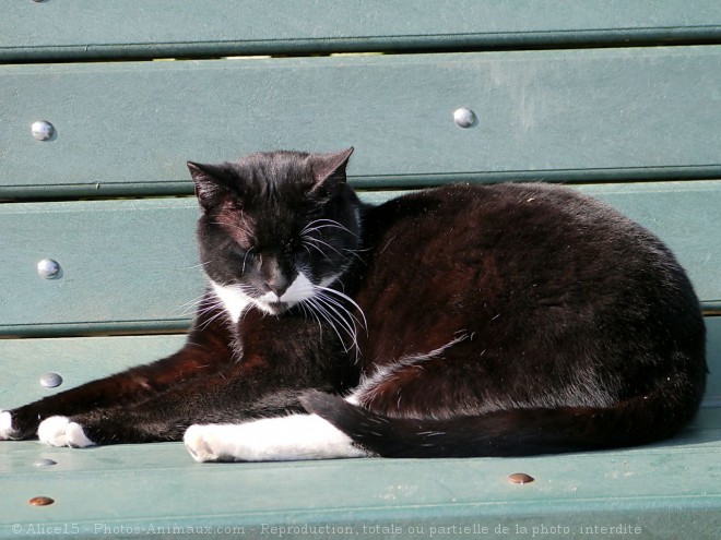 Photo de Chat domestique