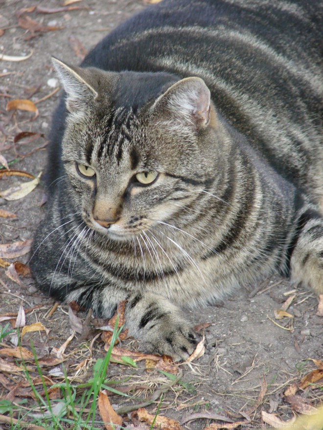 Photo de Chat domestique