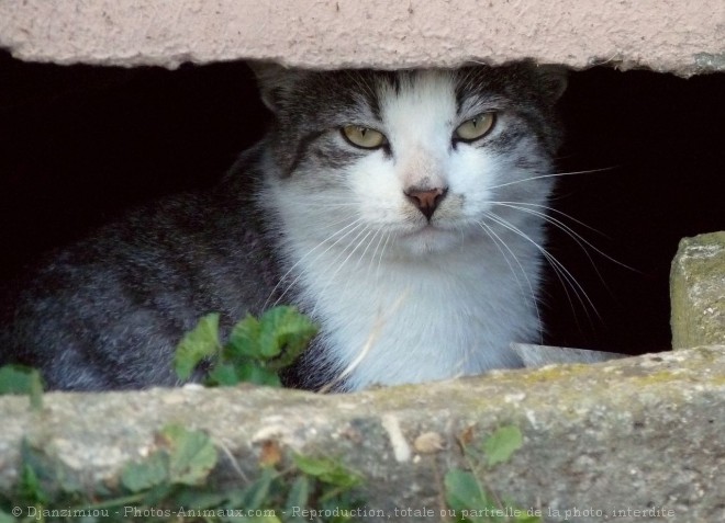 Photo de Chat domestique