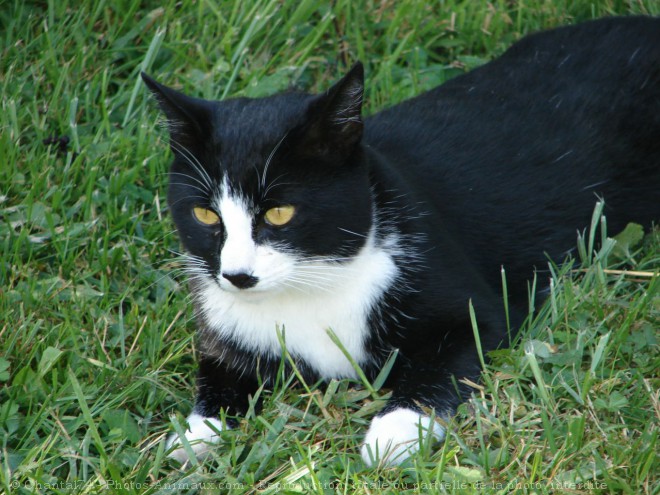 Photo de Chat domestique