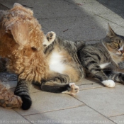 Photo de Races diffrentes