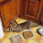 Photo de Bengal