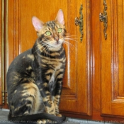 Photo de Bengal