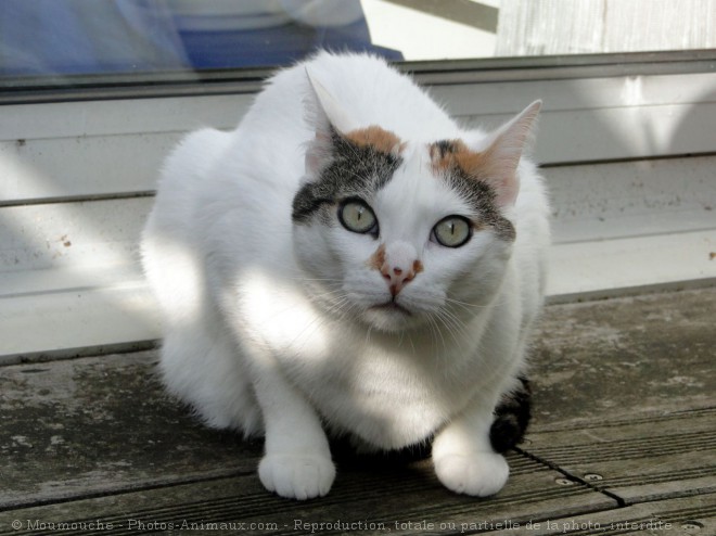 Photo de Chat domestique