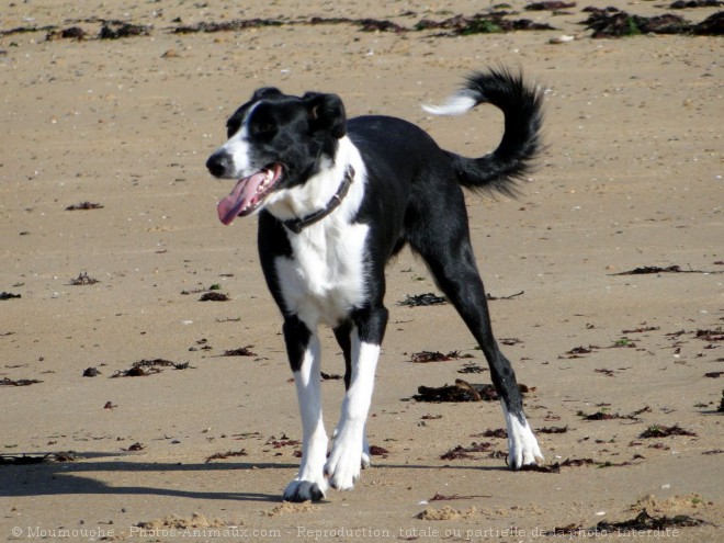 Photo de Border collie