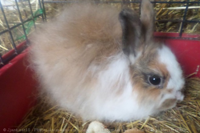 Photo de Lapin