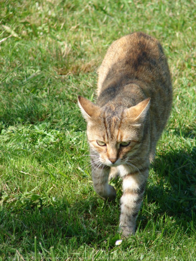 Photo de Chat domestique