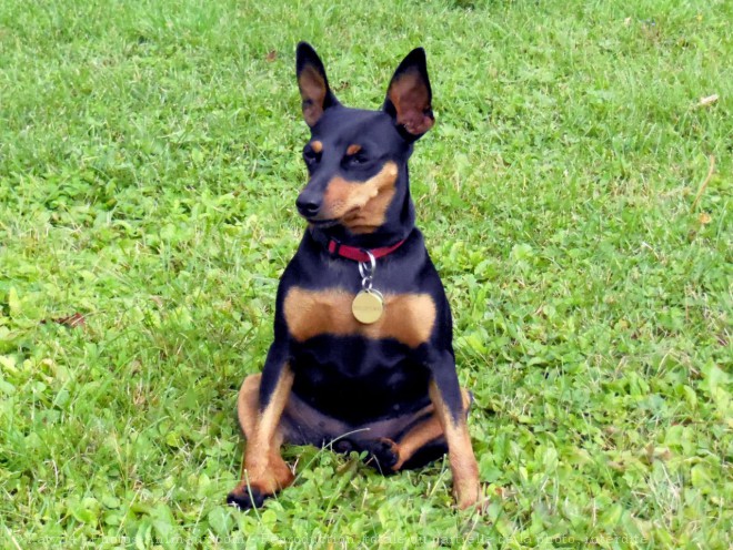 Photo de Pinscher nain