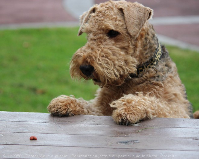 Photo d'Airedale terrier