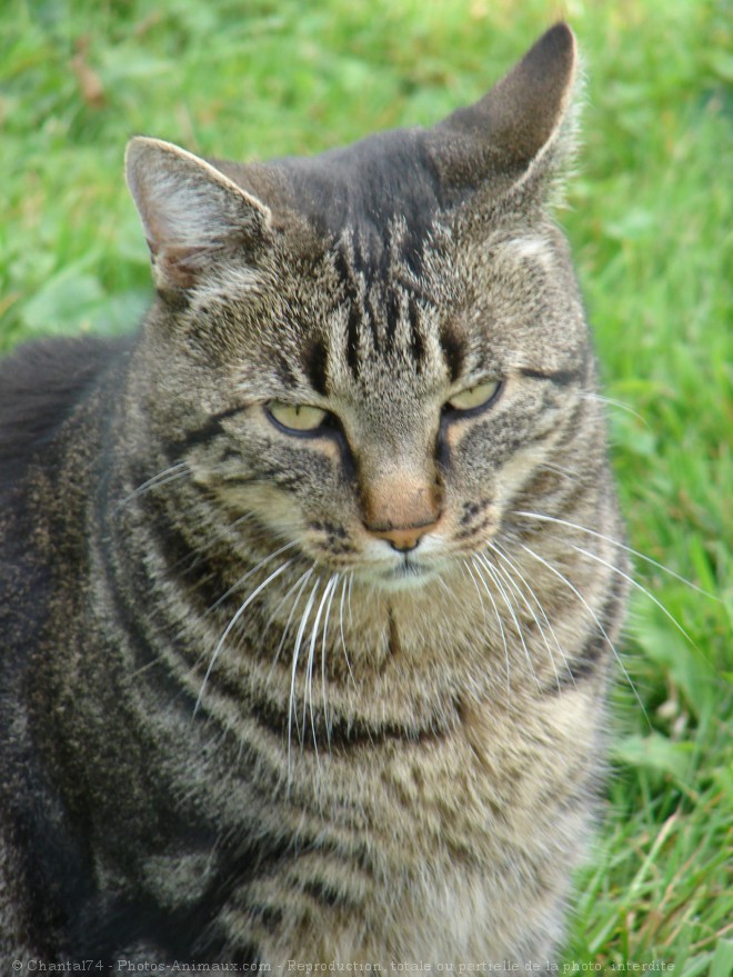 Photo de Chat domestique