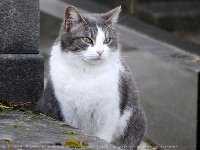 Photo de Chat domestique