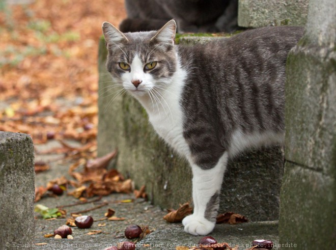 Photo de Chat domestique