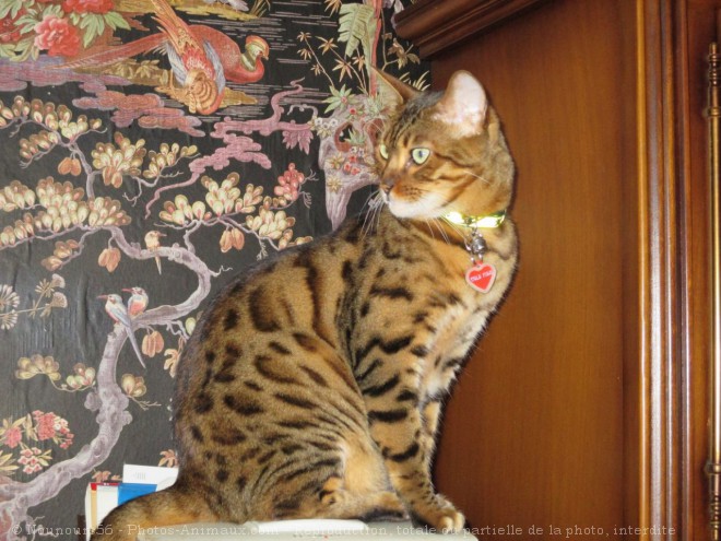 Photo de Bengal