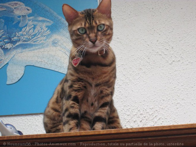 Photo de Bengal