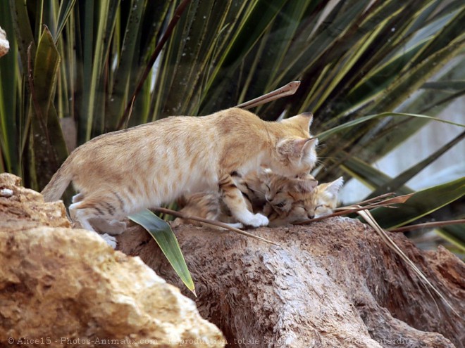 Photo de Chat des sables