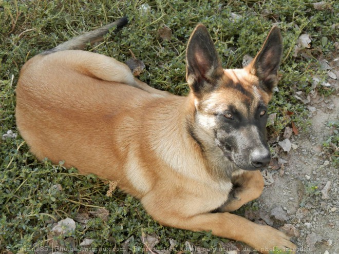 Photo de Berger belge malinois