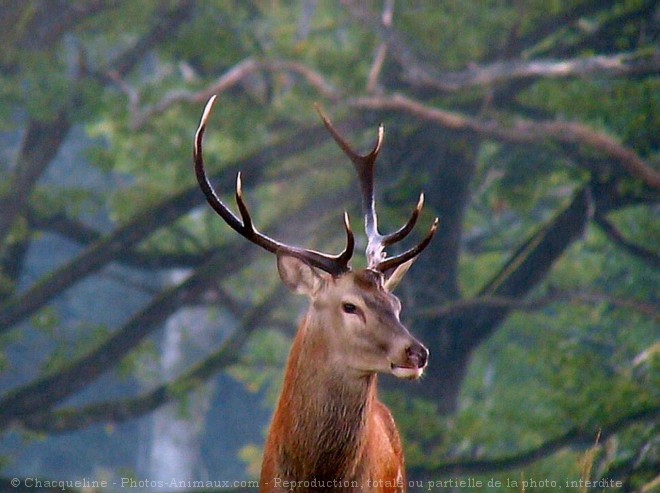 Photo de Cerf