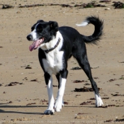 Photo de Border collie