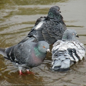 Photo de Pigeon