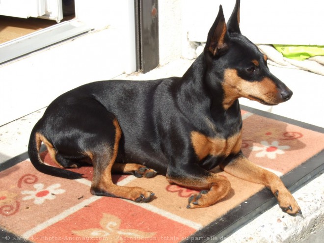 Photo de Pinscher nain