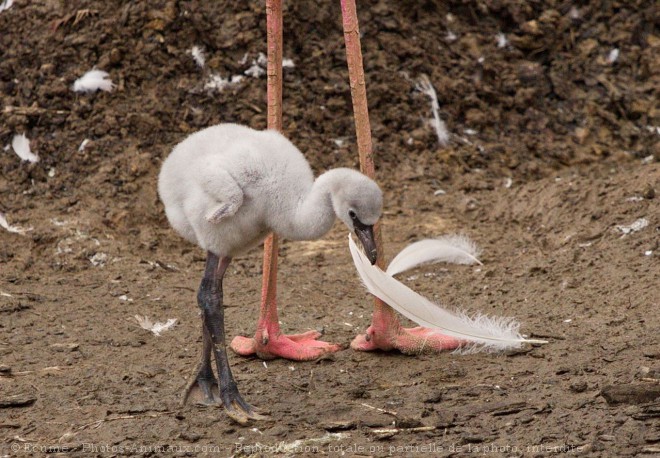 Photo de Flamand rose