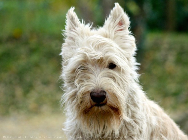 Photo de Scottish terrier