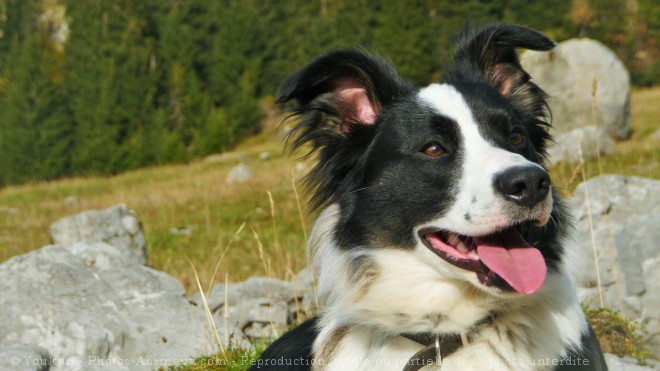 Photo de Border collie