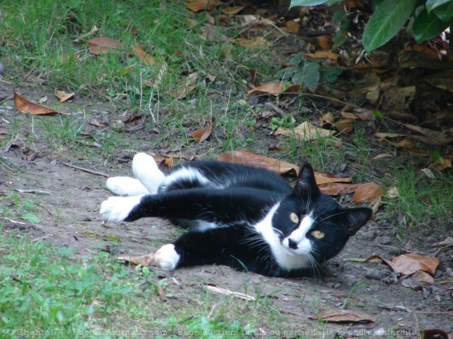 Photo de Chat domestique