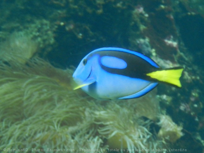 Photo de Poissons exotiques