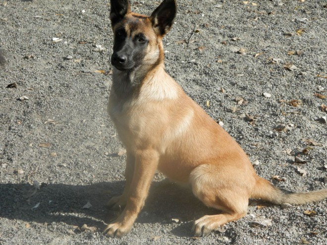 Photo de Berger belge malinois