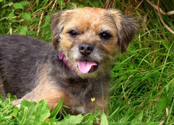 Photo de Border terrier