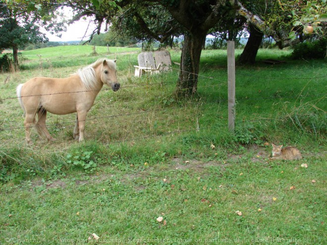 Photo de Chat domestique