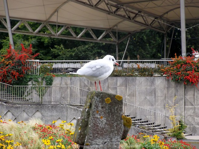 Photo de Mouette