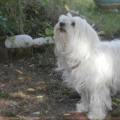 Photo de Coton de tulear