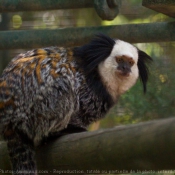 Photo de Singe - ouistiti de geoffroy