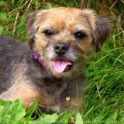 Photo de Border terrier