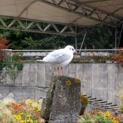 Photo de Mouette