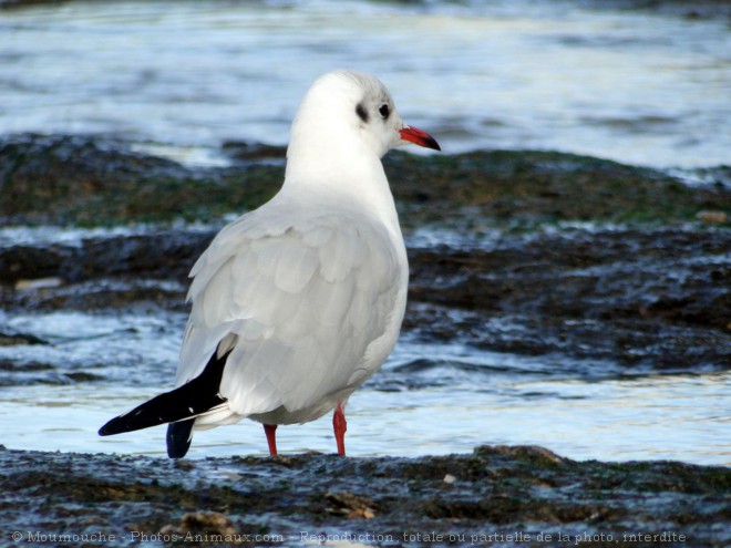 Photo de Mouette