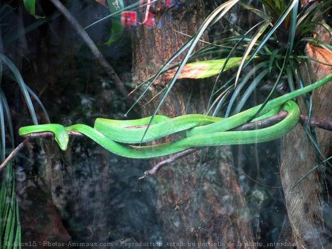 Photo de Serpent