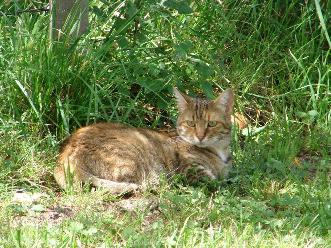 Photo de Chat domestique