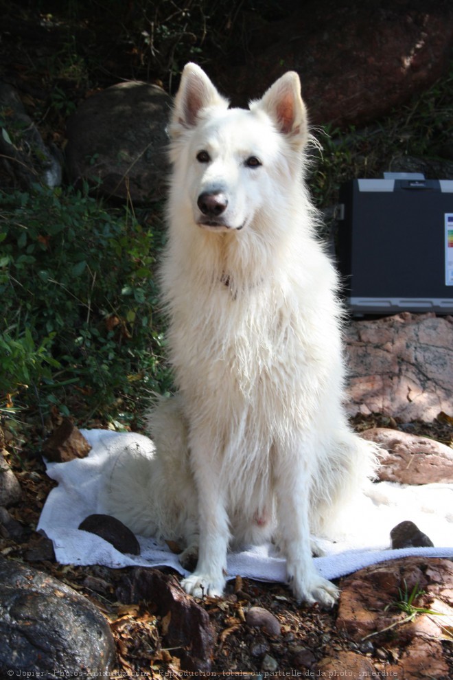 Photo de Berger blanc suisse