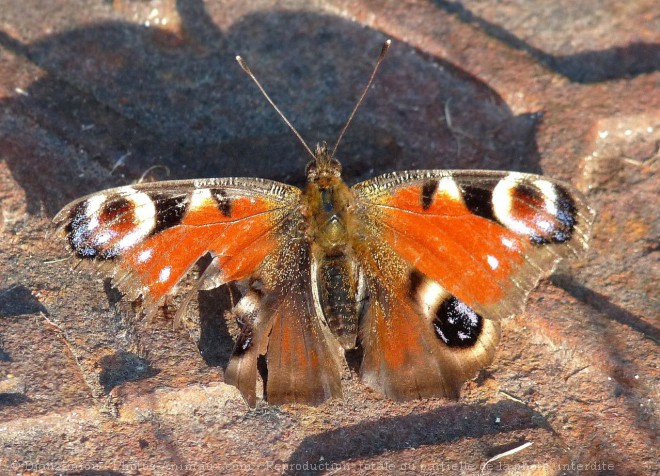 Photo de Papillon - paon du jour