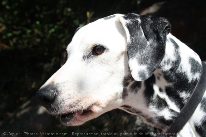 Photo de Dalmatien